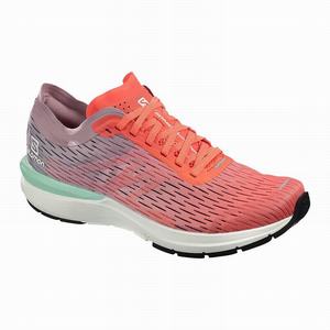 Zapatillas Running Salomon SONIC 3 Accelerate W Mujer Marrones Blancas | HVE957018